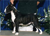 Click here for more detailed Bull Terrier breed information and available puppies, studs dogs, clubs and forums